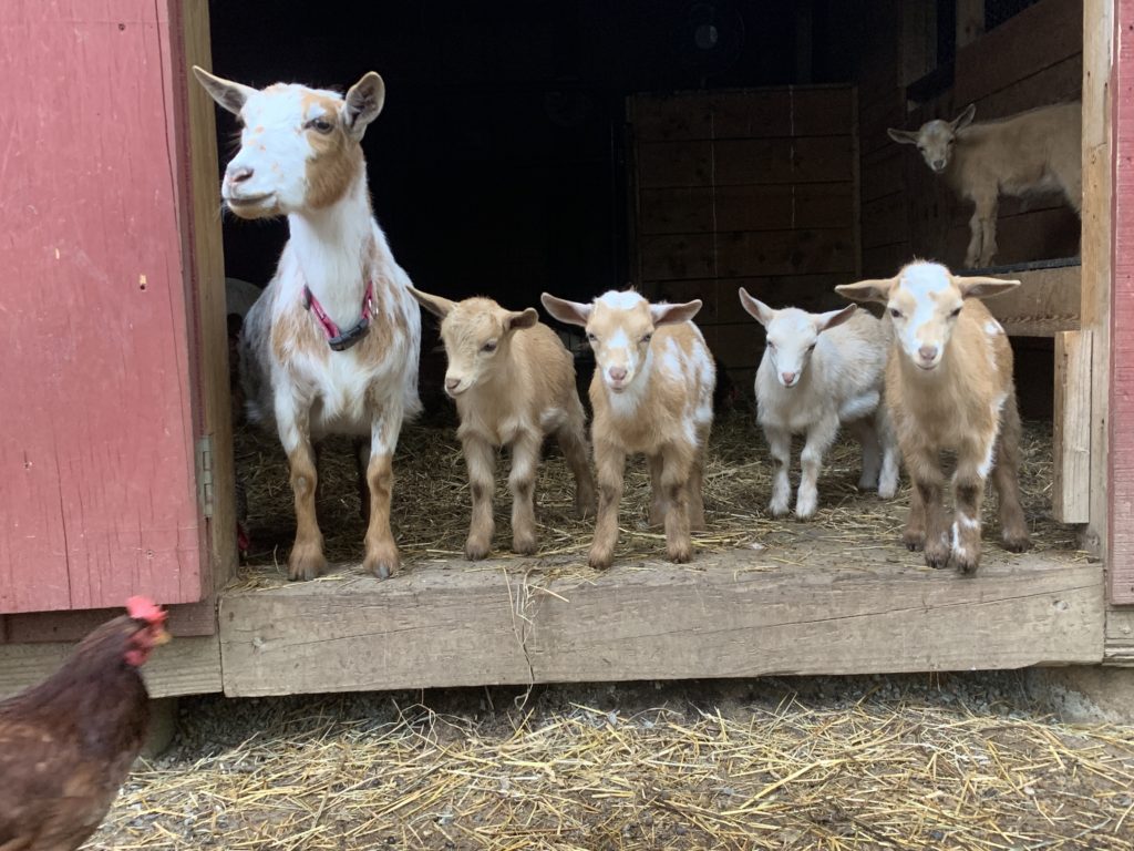 goat maintenance care