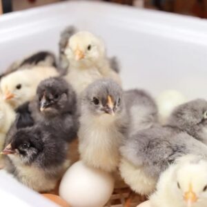 Hatching Baby Chicks! Oh My!