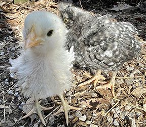 baby chickens, homeschool, life cycle, farms classes
